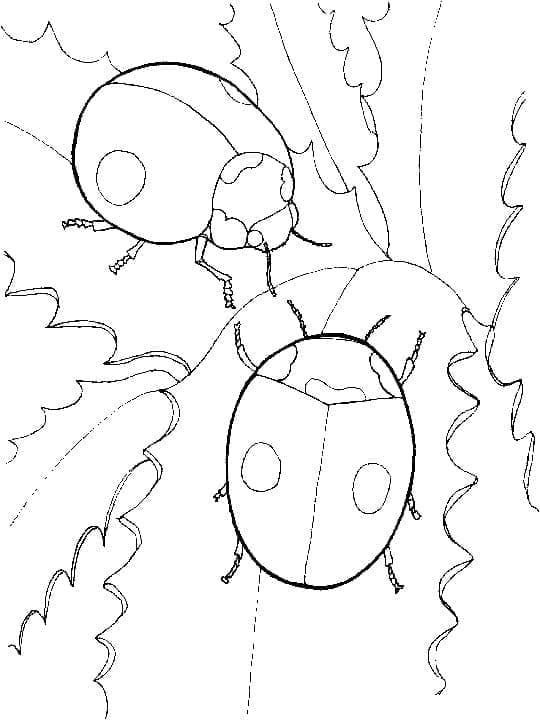 Tisknutelná Beruška pro děti omalovánka