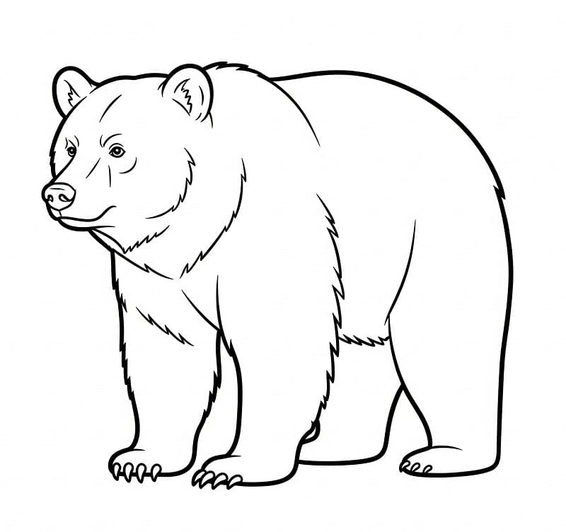 Úžasný Medvěd omalovánka