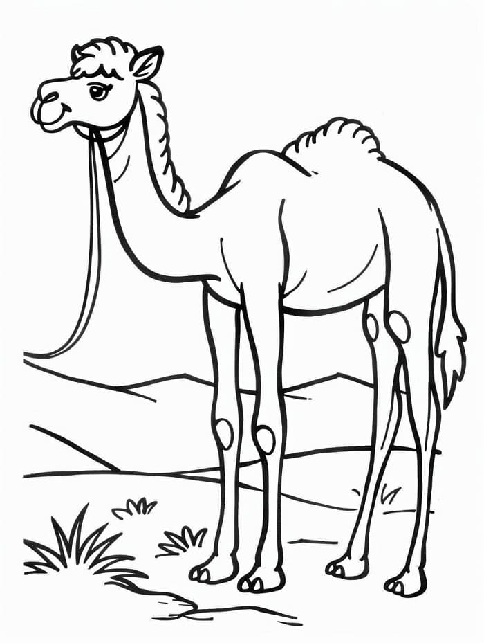 Úžasný Velbloud omalovánka