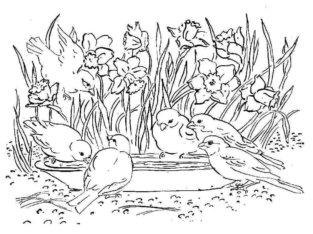 Bezplatný Narcis Obrázek omalovánka