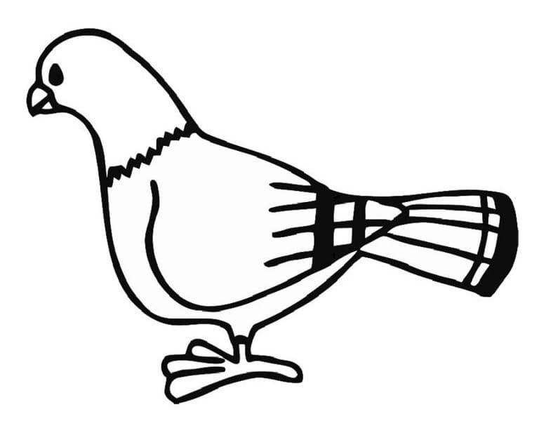 Holub jako dárek omalovánka