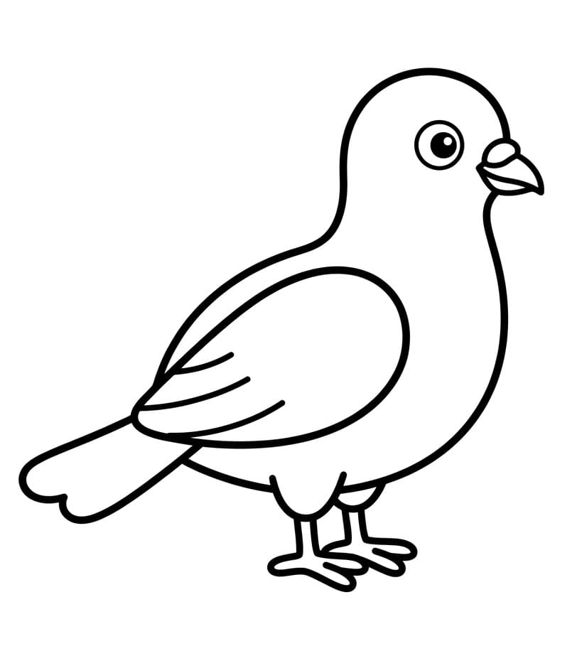Holub pták omalovánka
