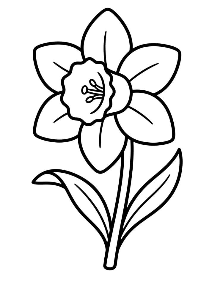Jednoduchý květ narcisu omalovánka