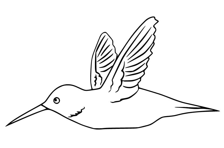 Kolibřík k tisku omalovánka