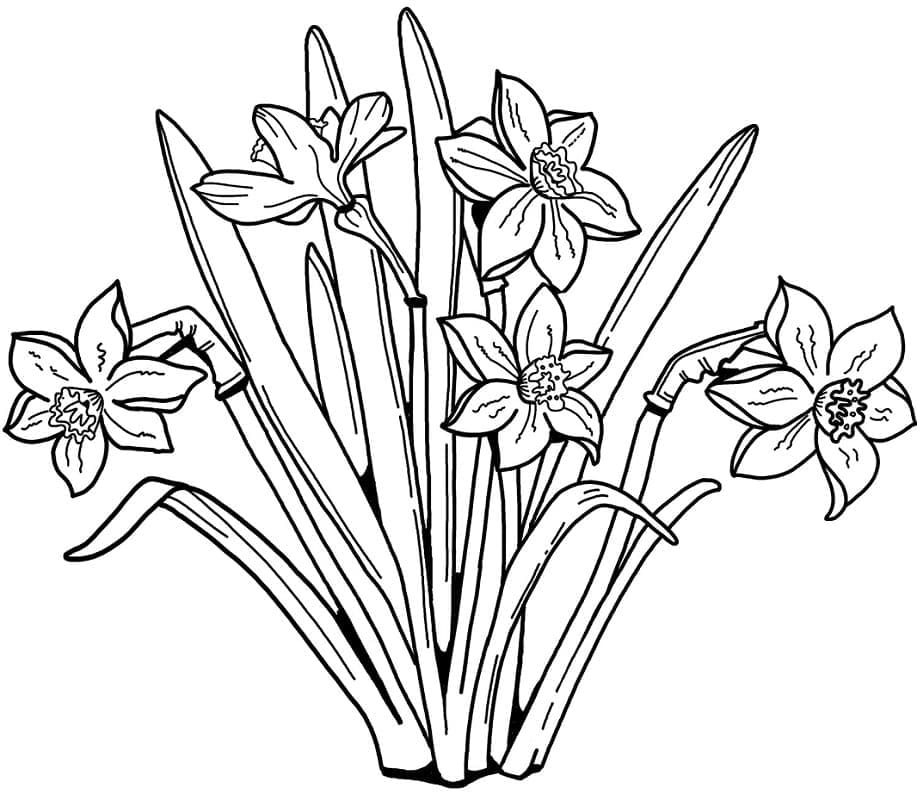 Krásný Narcis omalovánka