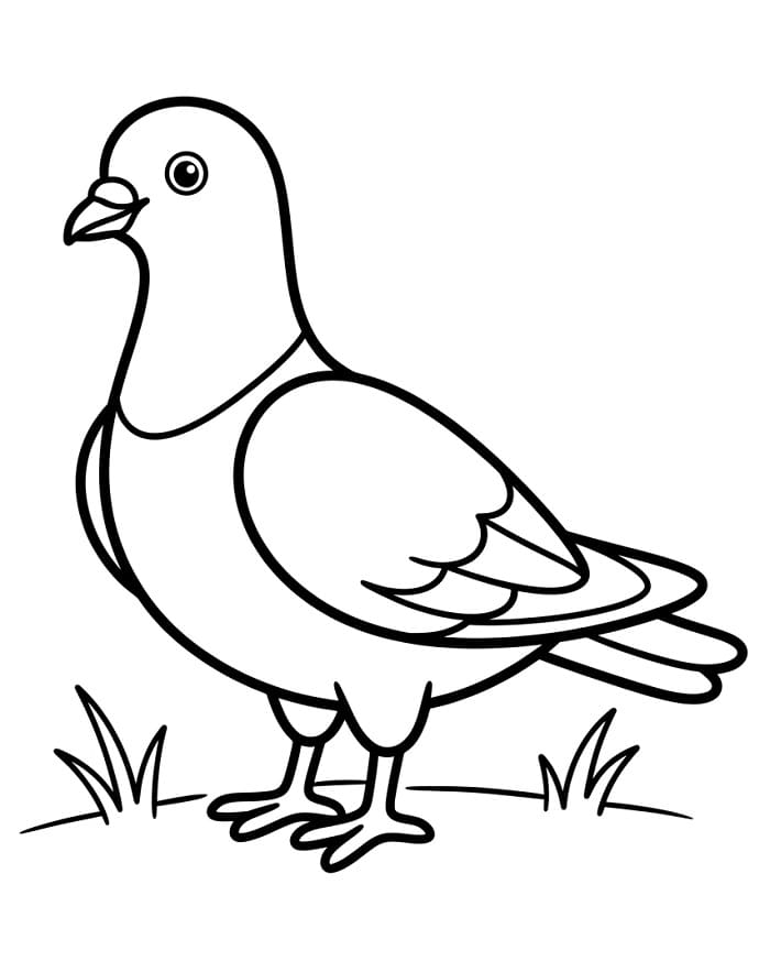 Krásný holub omalovánka