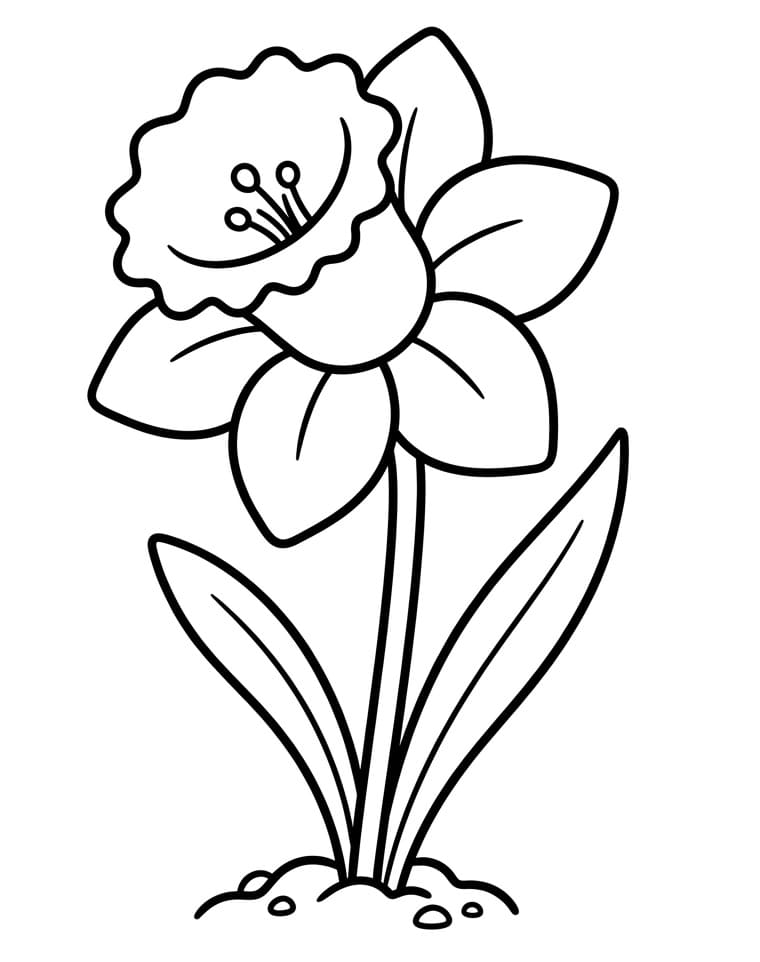 Krásný květ narcisu omalovánka