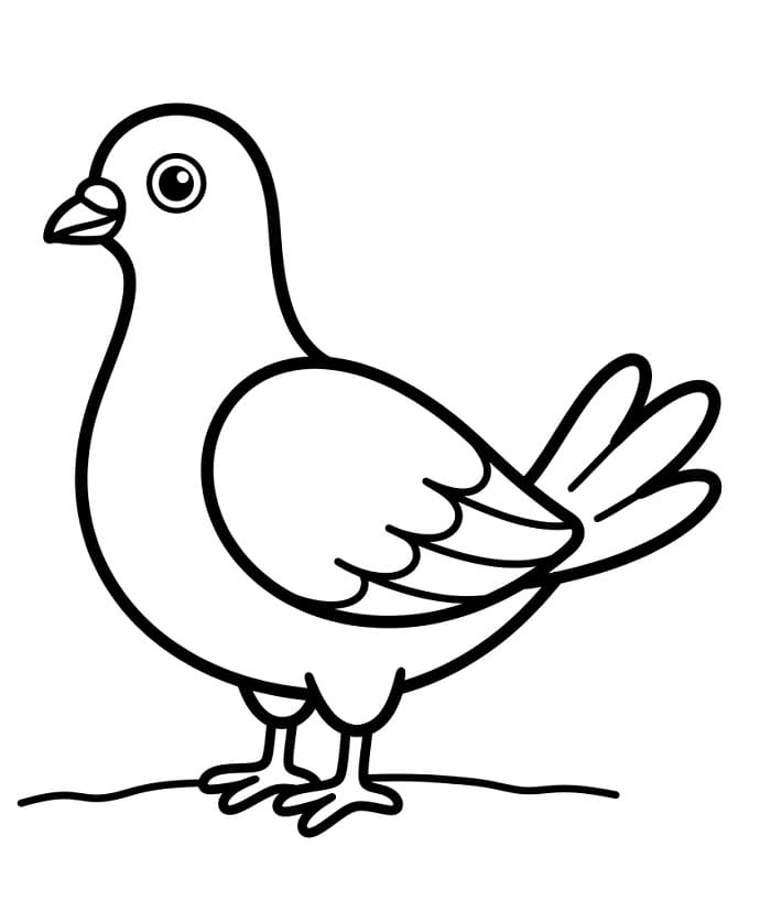 Malý holub omalovánka