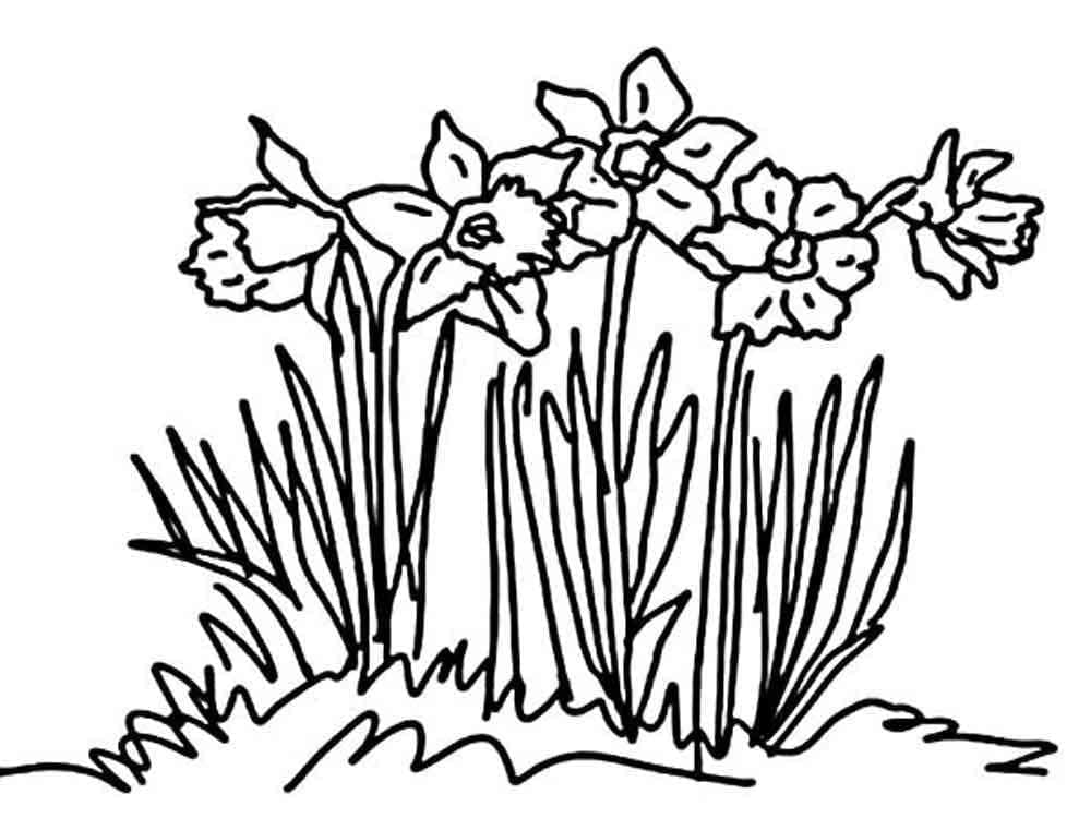 Narcis Vytisknutelný Zdarma omalovánka