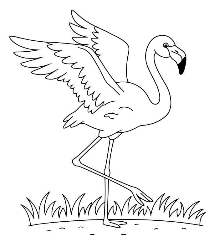 Obrázek Plameňáka omalovánka