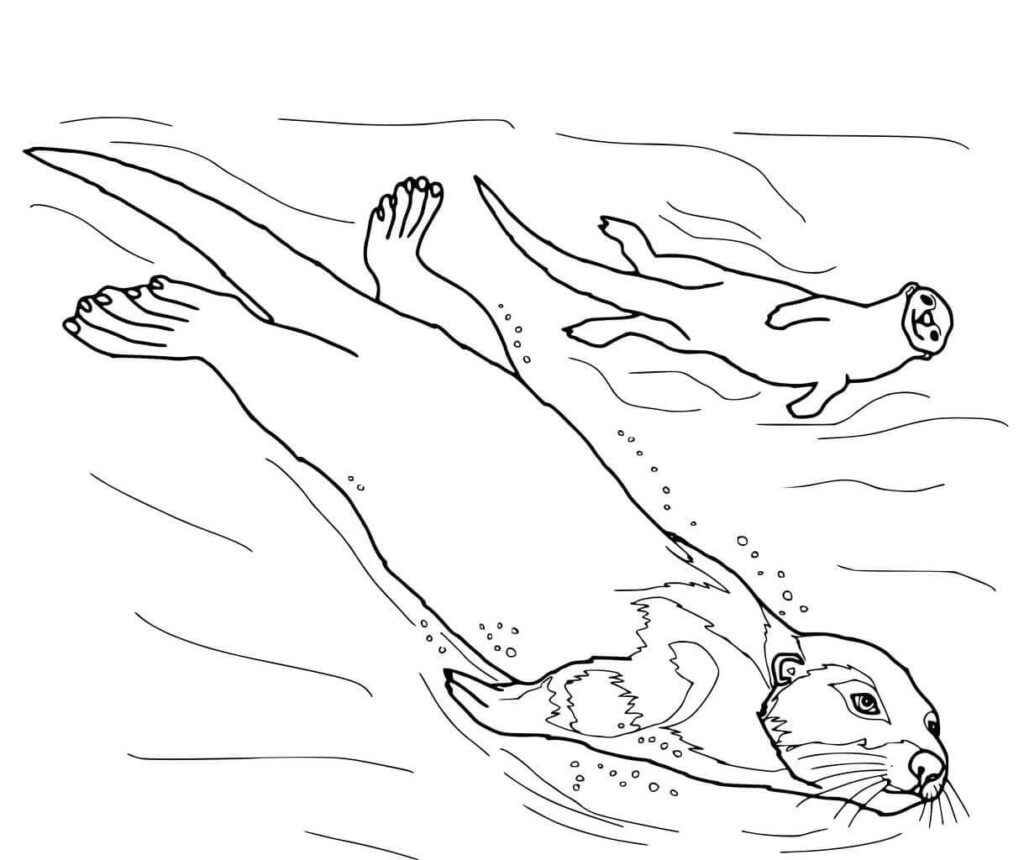 Omalovánka Obrázek vydry