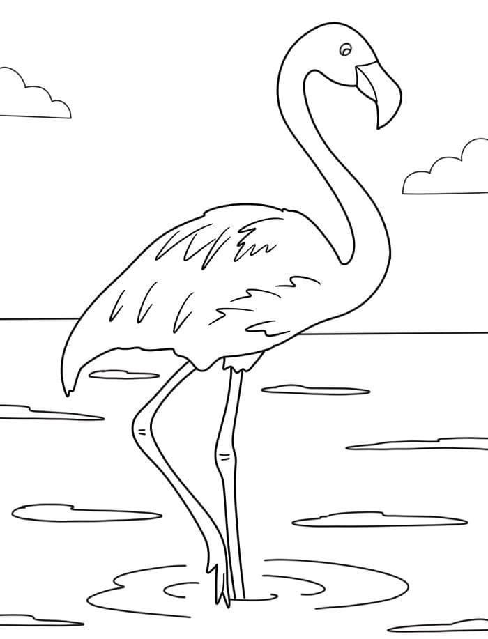 Plameňák zdarma omalovánka