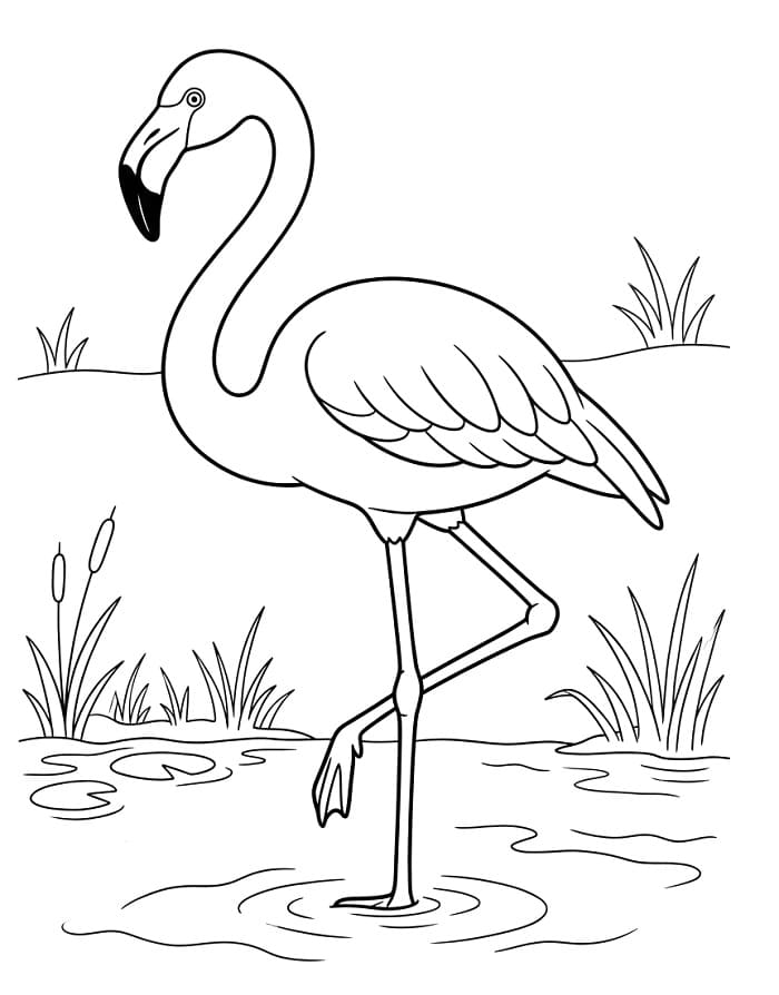 Plameňák omalovánka