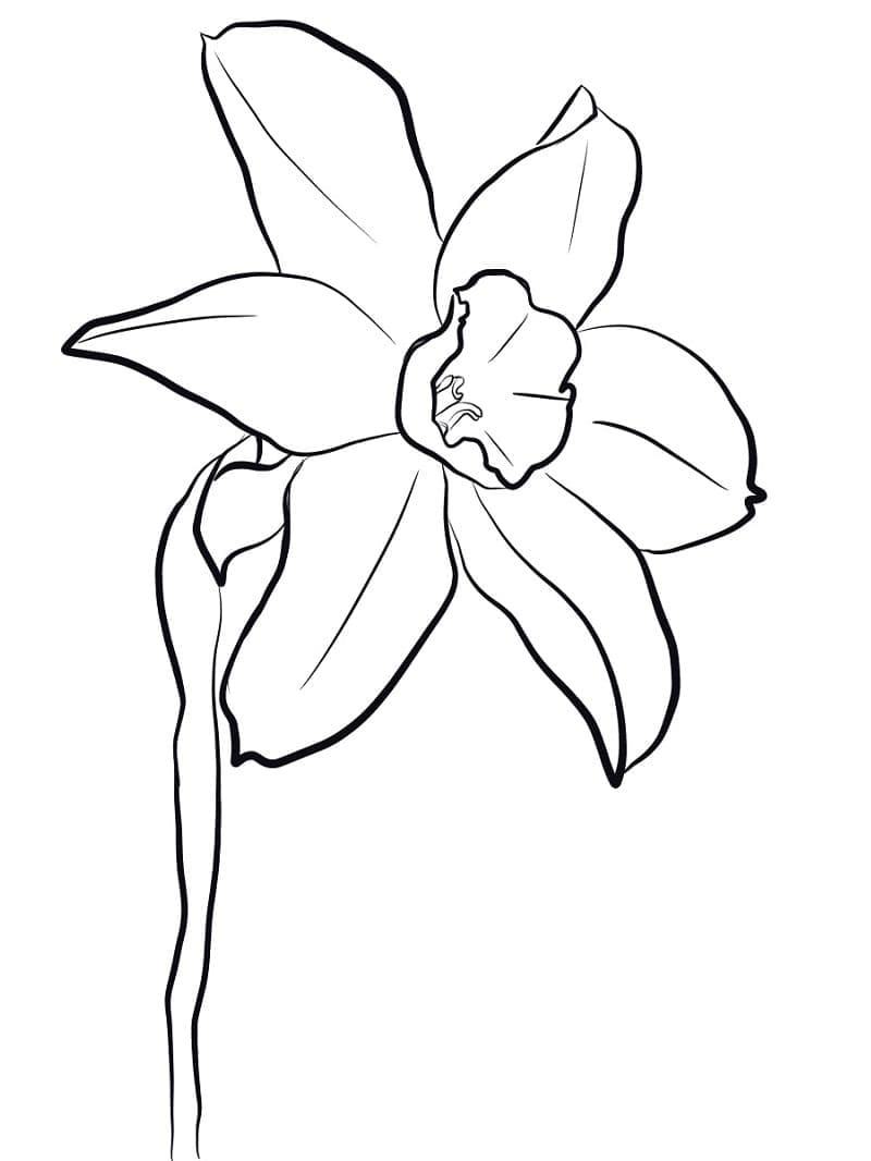 Příjemný Narcis omalovánka