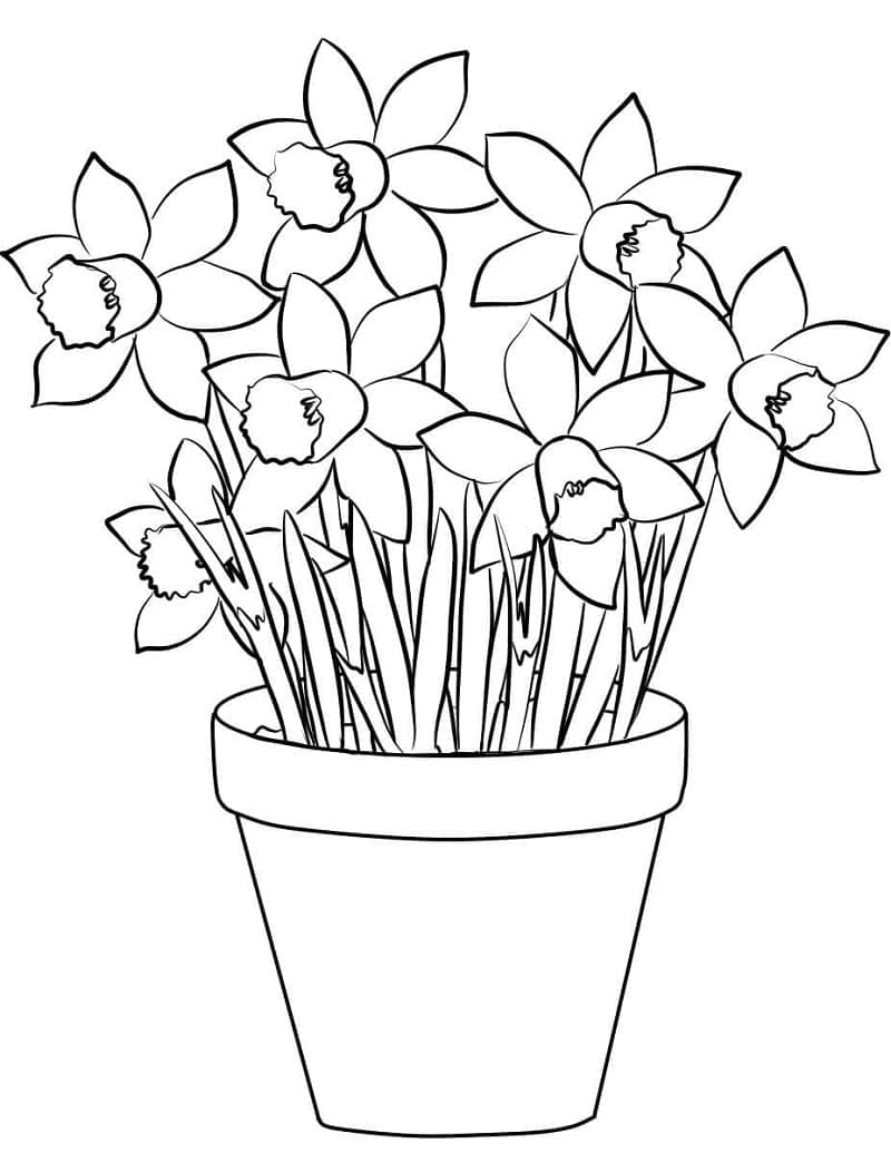 Půvabný Narcis omalovánka