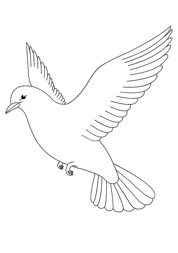 Tisknutelný obrázek holuba omalovánka