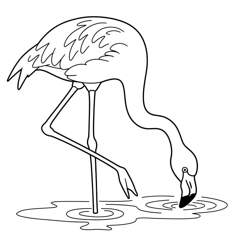 Zdarma Plameňák pro děti omalovánka