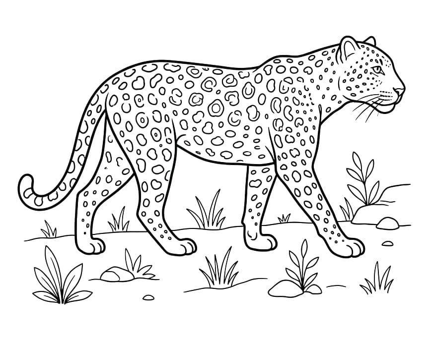 Bezplatný Leopard k vytištění omalovánka