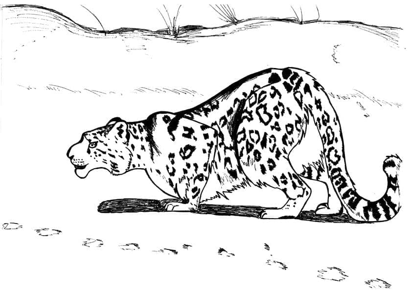 Leopard k tisku omalovánka