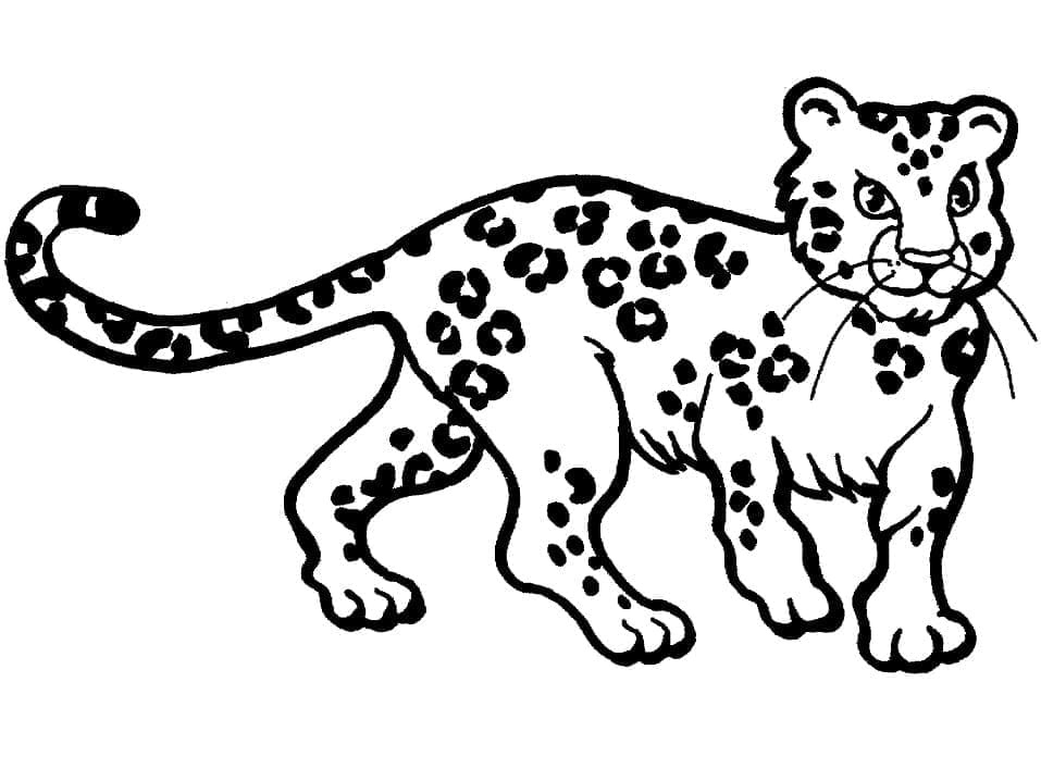 Leopard omalovánka zdarma omalovánka