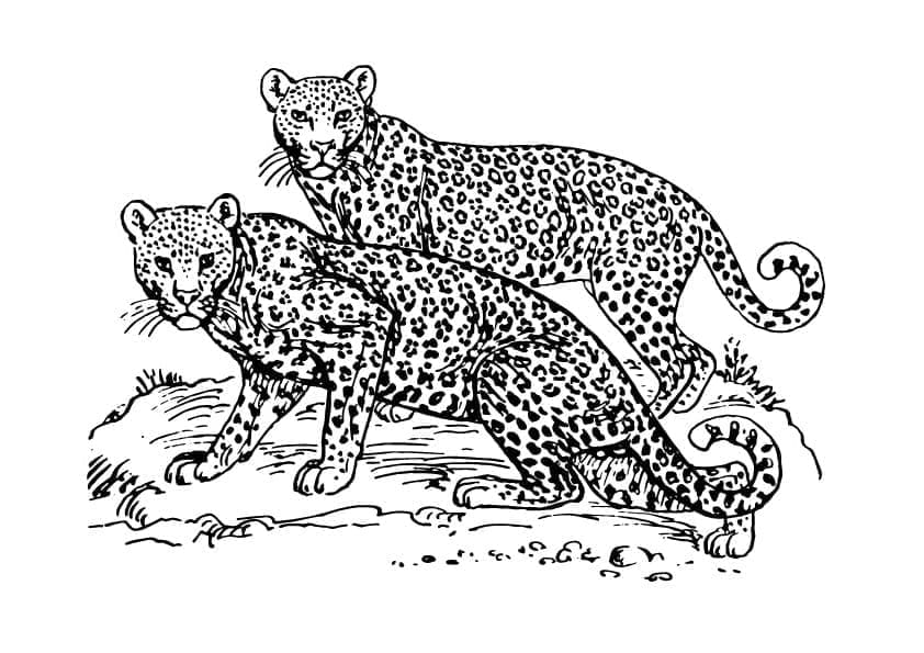 Leopard pro děti omalovánka
