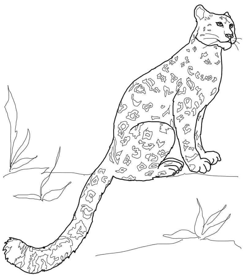 Leopard tisknutelný omalovánka