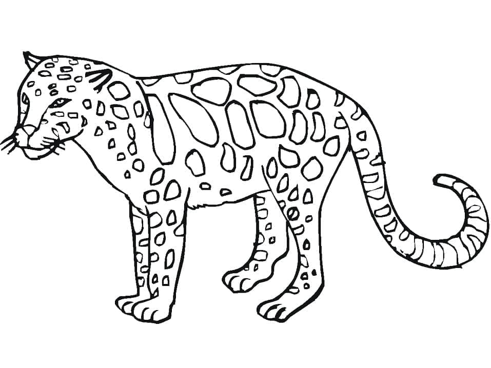 Leopard zadarmo omalovánka
