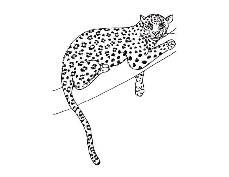Leopard zdarma pro děti omalovánka