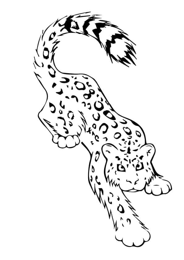 Leopard zdarma omalovánka