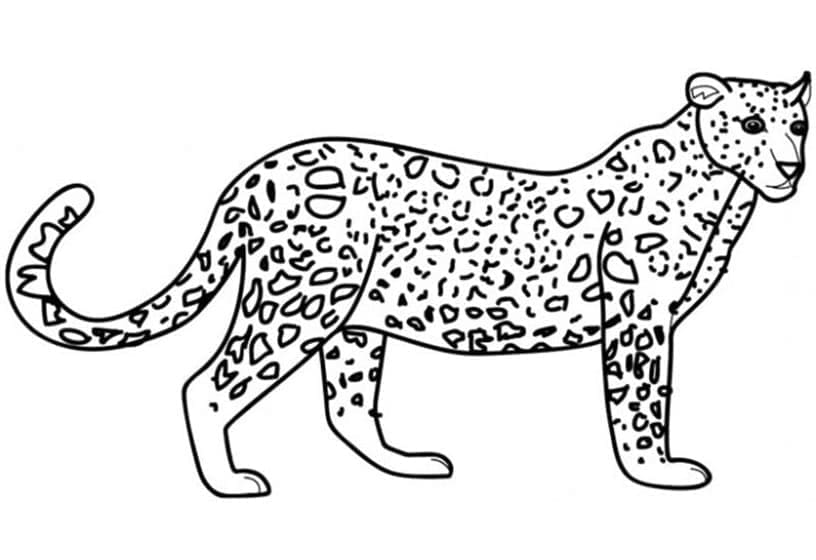 Obrázek Leoparda k vytištění omalovánka
