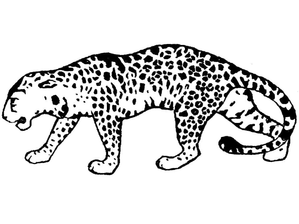 Obrázek Leoparda zdarma omalovánka