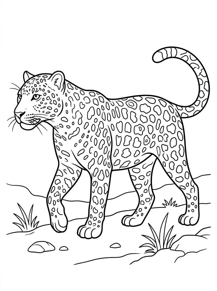 Rozkošný Leopard omalovánka