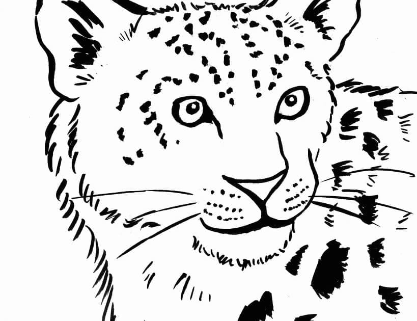 Tisknutelný Leopard zdarma omalovánka