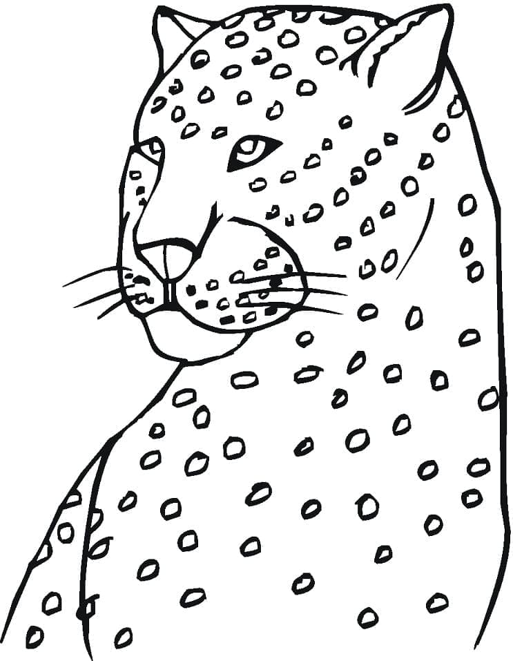 Tisknutelný obrázek Leoparda omalovánka