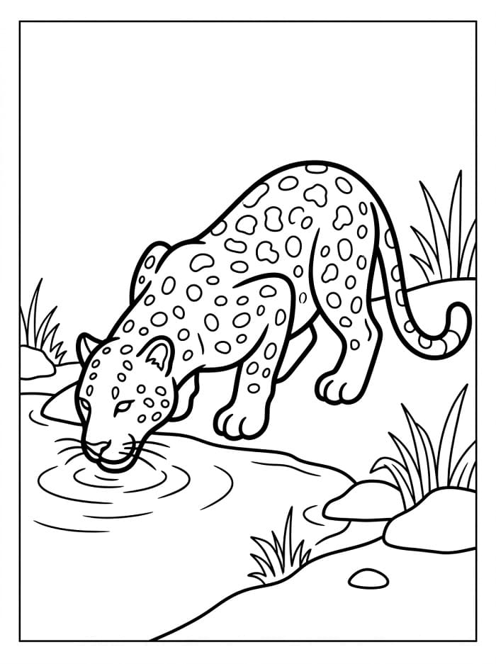 Zvíře Leopard omalovánka