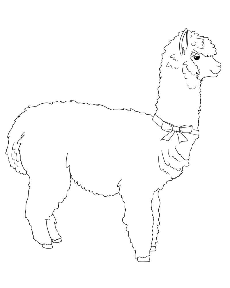 Lama omalovánka zdarma omalovánka