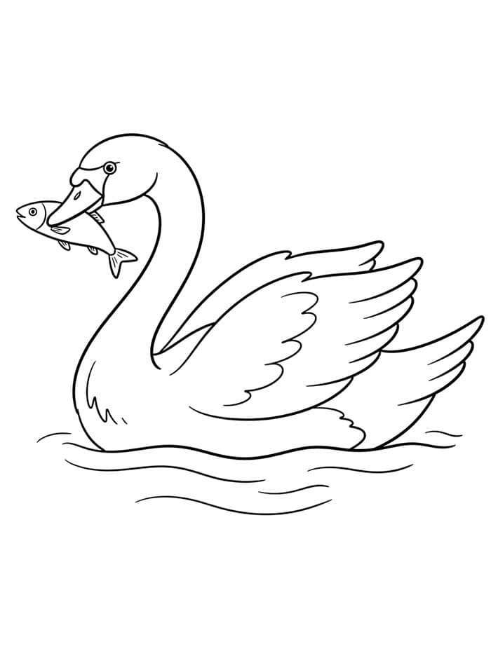 Labuť chytající rybu omalovánka
